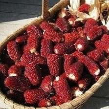Corn Strawberry Ornamental - Zea mays - Vegetable Seeds
