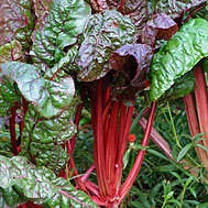 Swiss Chard Ruby Red - Beta vulgaris var. cicla - Vegetable Seeds