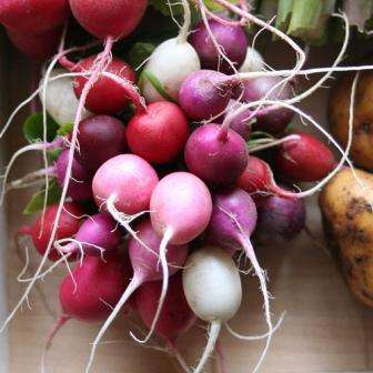 Radish Easter Egg Blend Seeds - Raphanus sativus Seeds - Vegetable Seeds