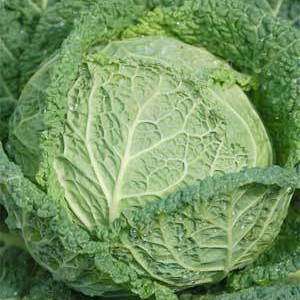 Cabbage Savoy Perfection Seeds - Brassica oleracea - Heirloom Vegetable Seeds