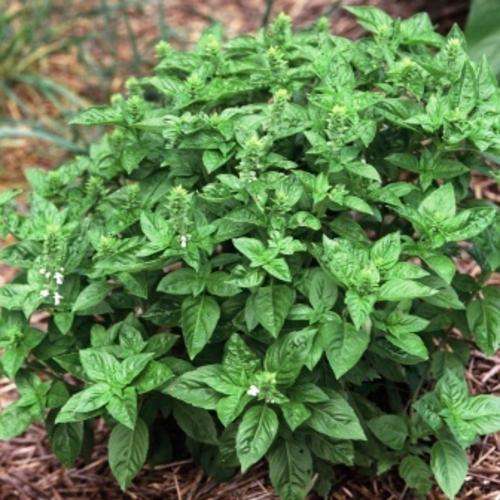 Lime Basil, Hoary Basil Seeds - Ocimum americanum var. americanum - Medicinal Culinary Herbs