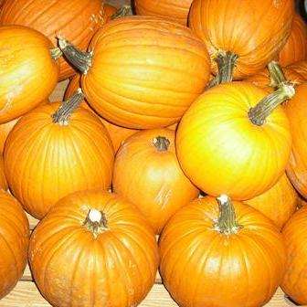 15 Pumpkin Sugar Pie Seeds - Cucurbita maxima - Bulk Heirloom Vegetable Seeds