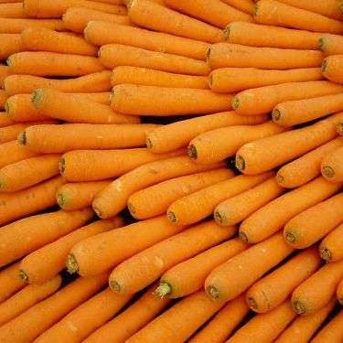 100 Carrot Tendersweet Seeds - Daucus carota subsp. sativus - Heirloom Vegetable Seeds