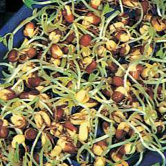 10 Bean Sprouting Adzuki Seeds - Vigna angularis Vegetable Sprouting Seeds For Sale in South Africa