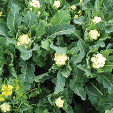 200 Broccoli White Sprouting Seeds -Brassica oleracea - Bulk Vegetable Seeds