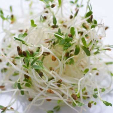 250 Alfalfa Sprouting Seeds - Medicago sativa - Vegetable Seeds