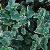 50 Greek Oregano Seeds - Origanum hirtum ~ Culinary Herbs