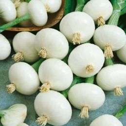 Onion Pickling Crystal White Wax Seeds - Allium cepa - Vegetable Seeds