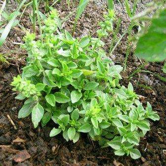 Basil Spicy Globe Seeds - Ocimum basilicum - Culinary Herbs