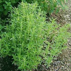 250 Savory Summer Herbs Seeds - Satureja hortensis ~ Medicinal Culinary Herbs