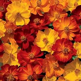 50 Cosmos sulphureus Seeds - Orange Cosmos Seeds - Annual