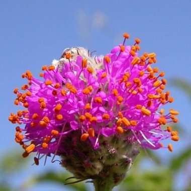 10 Dalea purpureum Seeds ~ Purple Prairie Clover, Violet Prairie Clover - Perennial Seeds