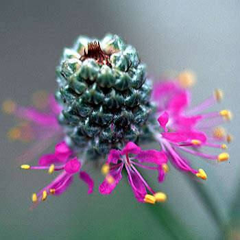 10 Dalea purpureum Seeds ~ Purple Prairie Clover, Violet Prairie Clover - Perennial Seeds