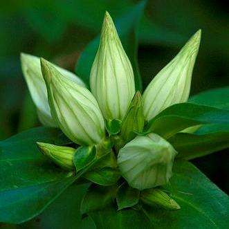 Gentiana flavida Seeds ~ Cream Gentian, Creamy Gentian - Perennial Seeds