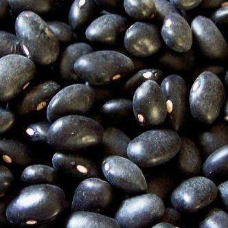 6 Black Turtle Dry Bean Seeds - Phaseolus vulgaris - Vegetable Seeds