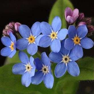 Myosotis sylvatica Seeds - Forget-Me-Not, Woodland Forget-Me-Not Seeds - Annual