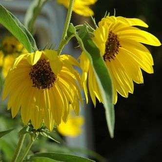 50 Maximilian's Sunflower Seeds - Helianthus maximiliana Seeds - Perennial