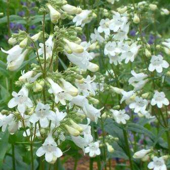 Penstemon digitalis Seeds ~ Foxglove Beardtongue - Perennial Seeds