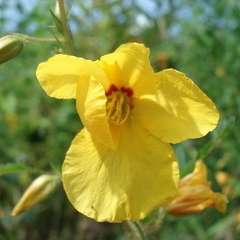 Beach Sensitive Pea Seeds - Chamaecrista fasciculata Seeds - Annual