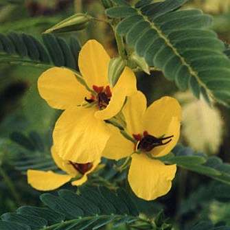 Beach Sensitive Pea Seeds - Chamaecrista fasciculata Seeds - Annual