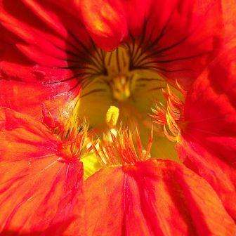 Nasturtium, Garden Nasturtium, Indian Cress Seeds - Tropaeolum majus Seeds - Edible Annual
