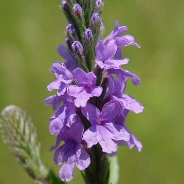 Hoary Vervain, Hoary Verbena Seeds - Verbena stricta Seeds - Annual / Perennial