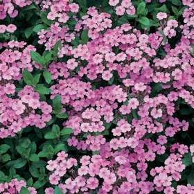 Soapwort, Rock Soapwort Seeds - Saponaria ocymoides Seeds - Perennial