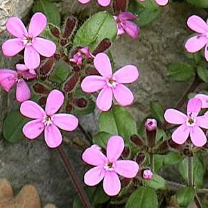 50 Soapwort, Rock Soapwort Seeds - Saponaria ocymoides Seeds - Perennial
