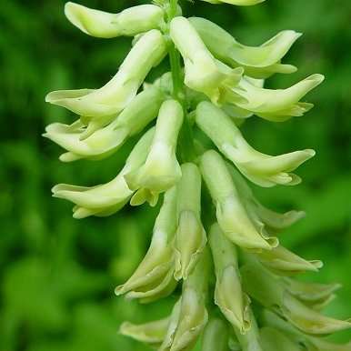 50 Canadian Milk Vetch, Rattle Vetch, Little Rattle Seeds - Astragalus canadensis Seeds - Perennial