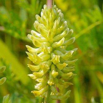Canadian Milk Vetch, Rattle Vetch, Little Rattlepod Seeds - Astragalus canadensis Seeds - Perennial