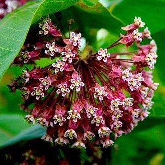 200 Asclepias syriaca Seeds - Butterfly Flower, Silkweed, Silky Swallow-wort - Bulk Perennial Shrub