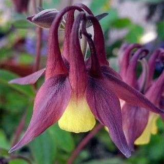 1000 Aquilegia oxysepala Seeds - Oriental Columbine - Bulk Perennial Seeds