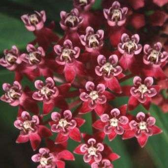 20 Asclepias incarnata Seeds - Rose Milkweed Seeds - Perennial Shrub