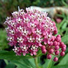 Asclepias incarnata Seeds - Rose Milkweed Seeds - Perennial Shrub