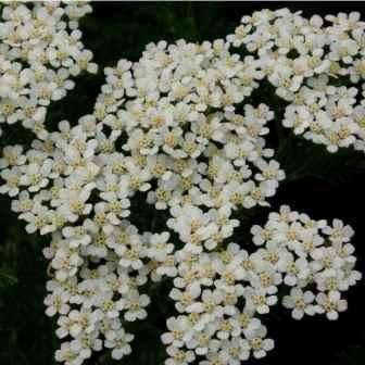 5000 Achillea millefolium occidentalis Seeds - Western Yarrow, Wooly Yarrow - Bulk Perennial Seeds