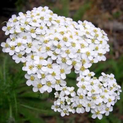 500 Achillea millefolium occidentalis Seeds - Western Yarrow, Wooly Yarrow - Perennial Seeds