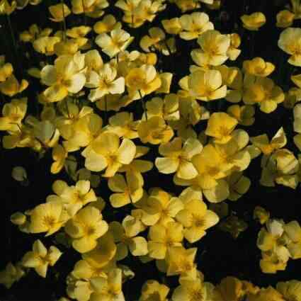 Dwarf California Poppy, Tufted Poppy Seeds - Eschscholzia caespitosa - Annual Seeds