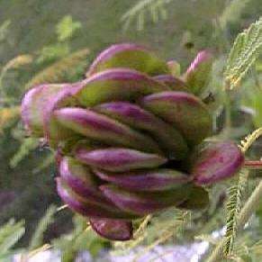 100 Illinois Bundleflower, Prairie Mimosa Seeds - Desmanthus illinoensis - Psychoactive Perennial