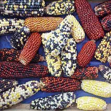 10 'Fiesta' Ornamental Corn - Zea mays - Vegetable Seeds