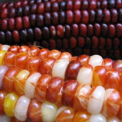10 Wampum Ornamental Corn - Zea mays - Vegetable Seeds
