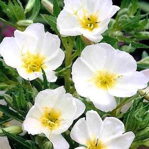500 Oenothera pallida Seeds - Pale Evening Primrose, White Buttercup, Sundrops - Perennial Seeds