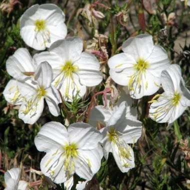 Oenothera pallida Seeds - Pale Evening Primrose, White Buttercup, Sundrops - Perennial Seeds