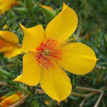 Mentzelia lindleyi Seeds - Blazing Star - Annual Flower Seeds