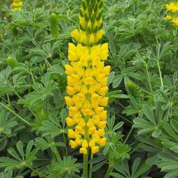 20 Yellow Lupine, Whitewhorl Lupine, Dense-Flowered Lupine Seeds - Lupinus densiflorus - Annual