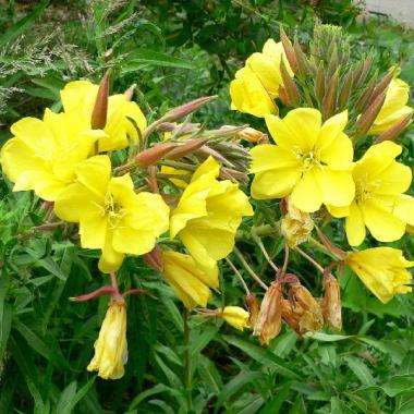 Oenothera hookeri Seeds - Tall Evening Primrose, Hooker's Evening Primrose Perennial Seeds