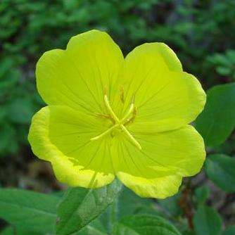 100 Oenothera lamarckiana Seeds - Large-flower Evening Primrose - Perennial Seeds