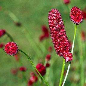5 Sanguisorba officinalis Seeds - Greater Salad Burnet - Perennial Edible Herb Seeds
