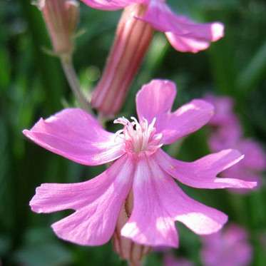 Silene pendula Seeds - Nodding Catchfly, Drooping Catchfly - Annual Seeds
