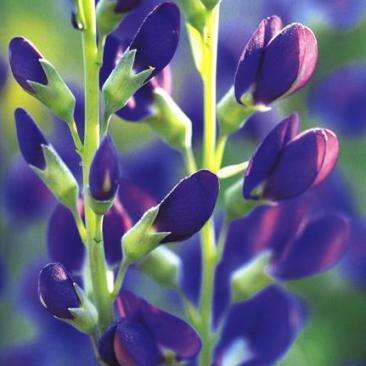 20 Baptisia australis Seeds - Blue Wild Indigo, False Indigo - Bulk Perennial Seeds