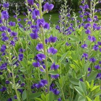 Baptisia australis Seeds - Blue Wild Indigo, False Indigo - Perennial Seeds